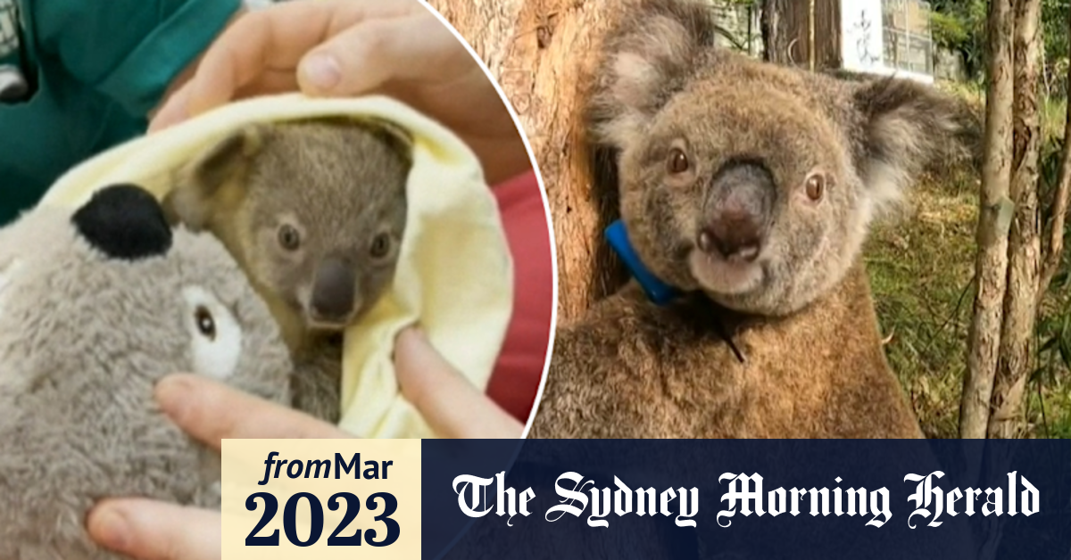 Video First koala with chlamydia vaccine gives birth